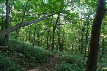 path in a forest of Maruyama, Sapporo, Japan
