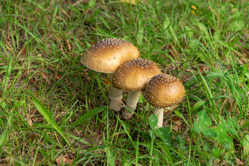 Group of young panther amanites on the grass
