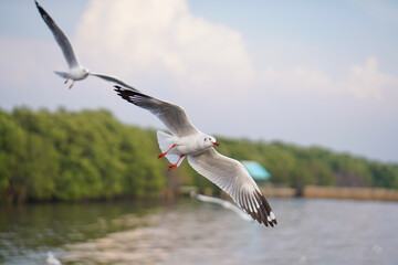 Fototapeta premium Seagull flying in action blue sky evacuate