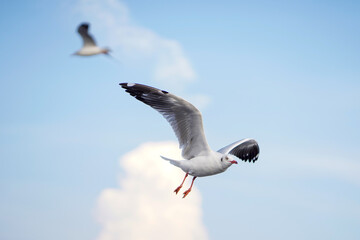 Seagull flying in action blue sky evacuate