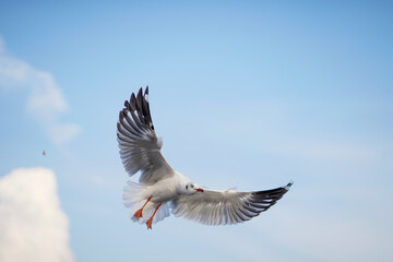 Seagull flying in action blue sky evacuate