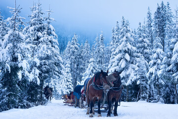 Horses in winter forest. Christmas time. Winter background.