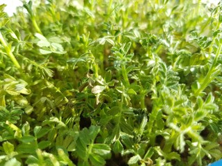 Green shoots of seedlings on the windowsill