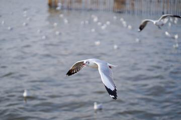 Fototapeta na wymiar Seagull flying in action blue sky evacuate