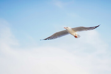 Seagull flying in action blue sky evacuate