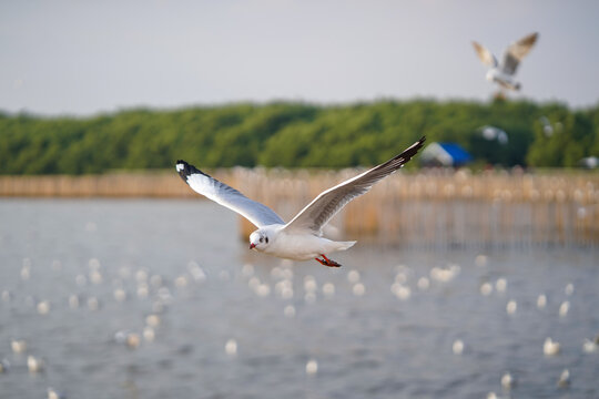 Seagull flying in action blue sky evacuate