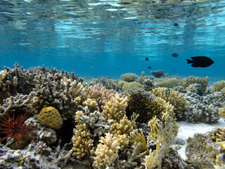 Underwater coral reef background and sea urchin
