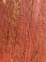 texture of the bark of a tree