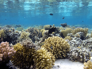 Underwater coral reef background and sea urchin