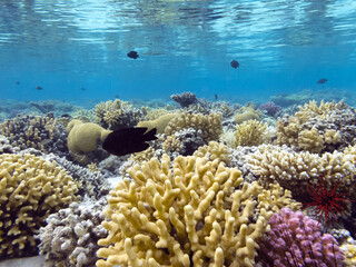Underwater coral reef background and sea urchin