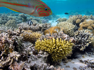 Underwater coral reef background and sea urchin