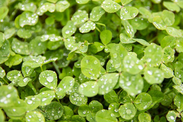 雫の綺麗な三つ葉