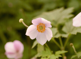 pink and white flowers