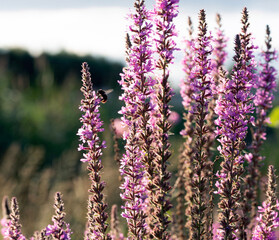 Obraz premium flowers of lavender