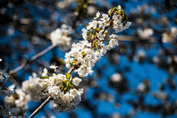 flowers on a branch