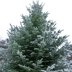 Green fir covered with snow