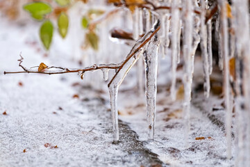 Branches glazed by ice. Transparent beautiful icicles on the branches of a tree or shrub with yellow leaves in late autumn after freezing rain. Nature background.