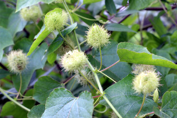 Close-up Of Fruits Growing On Tree Branches