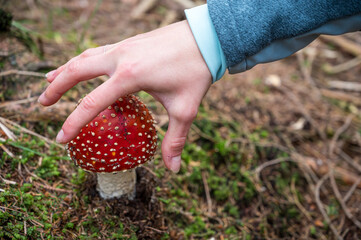 Detail of hand reaching for fly amanita poisonous mushroom.