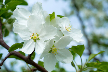 Obraz na płótnie Canvas White flowers of an apple tree close-up. Macro. Spring.