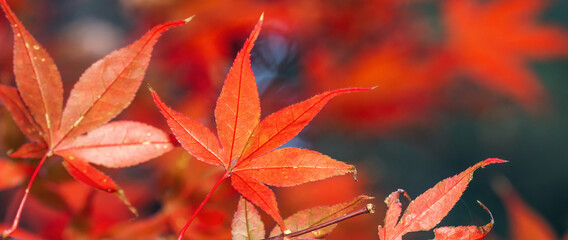 Close up of beautiful maple leaves isolated on bokeh blurry background in autumn season.
