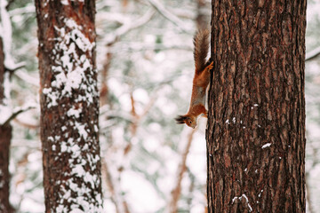 Squirrel in the winter forest