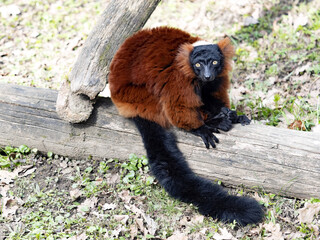 A red ruffed lemur, Varecia rubra, sits on a large trunk and watches the surroundings