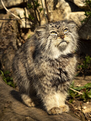 Naklejka na ściany i meble Pallas´ cat, Otocolobus manul, looks into the distance and closes his eyes to the sun