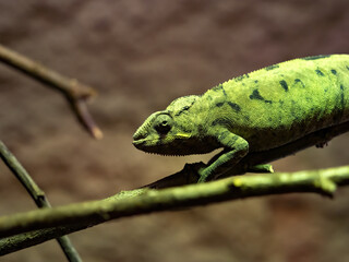 The Panther Chameleon, Furcifer pardalis, changes color in a moment when the photographer uses the flash