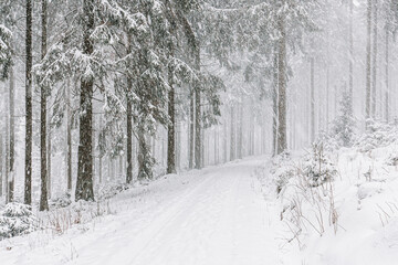 winter road in the forest