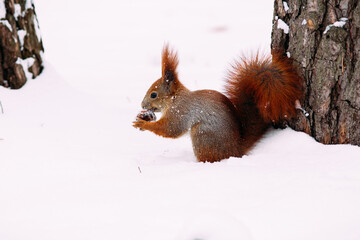 Squirrel in the winter forest