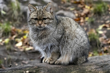 Naklejka na ściany i meble European wild cat, Felis s. Silvestris, sitting on a trunk and napping