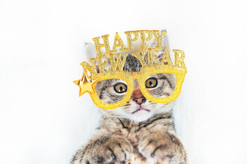 Portrait of Cat kitten in funny golden Happy New Year, Christmas glasses on white background, New Year theme