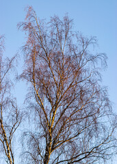 colorful birch tops at sunset, sun reflection on tree branches, autumn