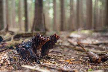 Interesting dark mushroom groing from forest floor.