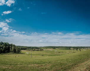 landscape with cows and clouds