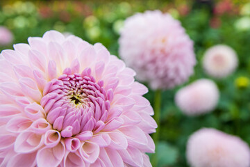 綺麗に咲くダリアの花 詩織