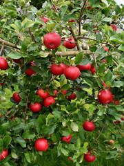 Red ripe apples hanging on an apple tree ready for harvesting