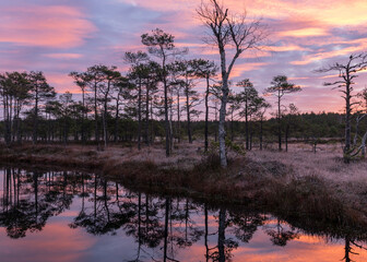 Naklejka premium colorful sunrise over bog, dark bog tree silhouettes, gorgeous sky reflections in dark bog lake, cold autumn morning, first frost on bog grass and moss