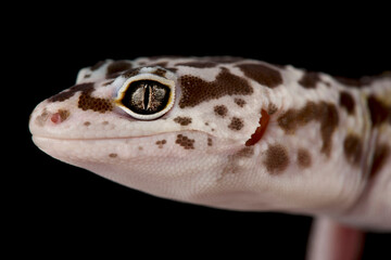 Fototapeta premium East Indian leopard gecko (Eublepharis fuscus)