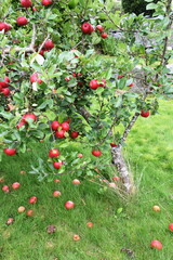 Fallen apples laying on the ground under tree with ripe red apples