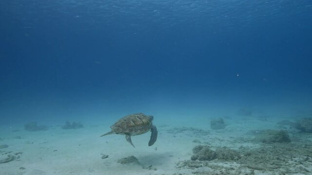 Green Sea Turtle swim in turquoise water of coral reef in Caribbean Sea, Curacao