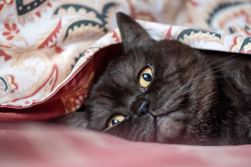 Cute cat hiding under the blanket on the bed in the bedroom