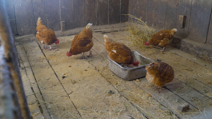 Chicken in the chicken coop, chicken on the farm. Brown chickens. Chickens in the hen house in winter. © Ruslan