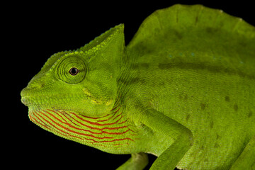 The crested chameleon (Trioceros cristatus)