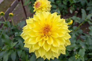 綺麗に咲くダリアの花 地球の卵