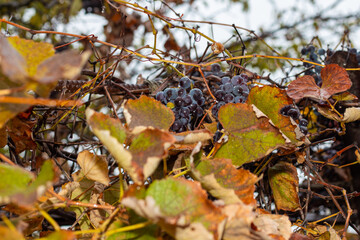 black grapes in autumn wet after rain. The last harvest
