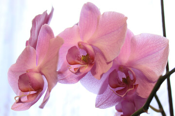 Fototapeta na wymiar photography of pink orchid flower