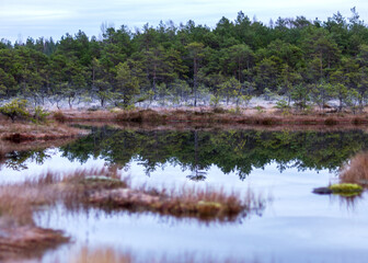 dusk morning in the swamp, first frost on moss mosses, lichens and grass, dark tree silhouettes,...
