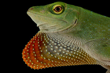 Neotropical green anole (Norops biporcatus)